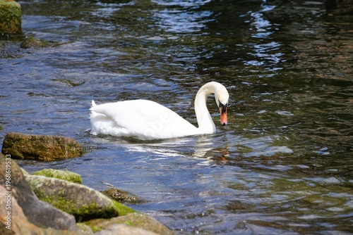 swan on the lake