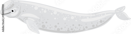 White beluga whale arctic marine animal swimming