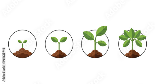 A graphic illustration depicts the stages of plant growth from seed to mature leaves a minimalist silhouette high quality professional detailed
