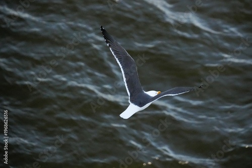 seagull flying over the sea