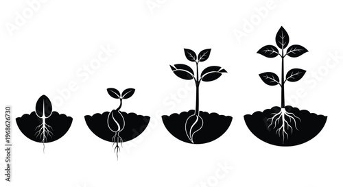 A series of plants progressing through growth stages from seed to maturity depicted in stark black silhouette high quality professional detailed