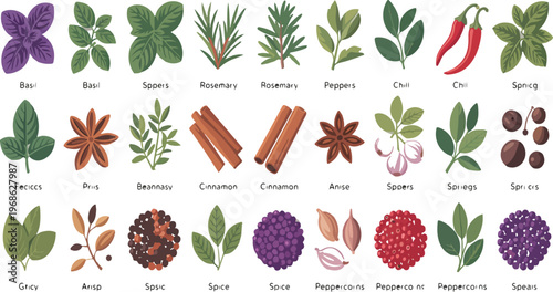 Herbs and spices collection with basil, garlic, chili, cinnamon, fresh leaves and dried seeds cooking ingredients vector illustration
