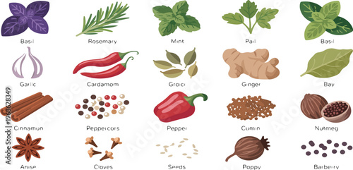 Herbs and spices collection with basil, garlic, chili, cinnamon, fresh leaves and dried seeds cooking ingredients vector illustration