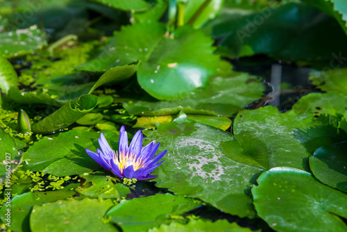 Single purple flower is sitting on a green leaf. The flower is surrounded by other green leaves, creating a peaceful and serene atmosphere
