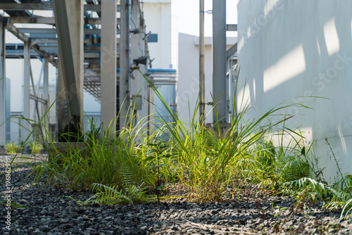 Patch of grass is growing in a gravel area. The grass is green and he is thriving despite the harsh environment