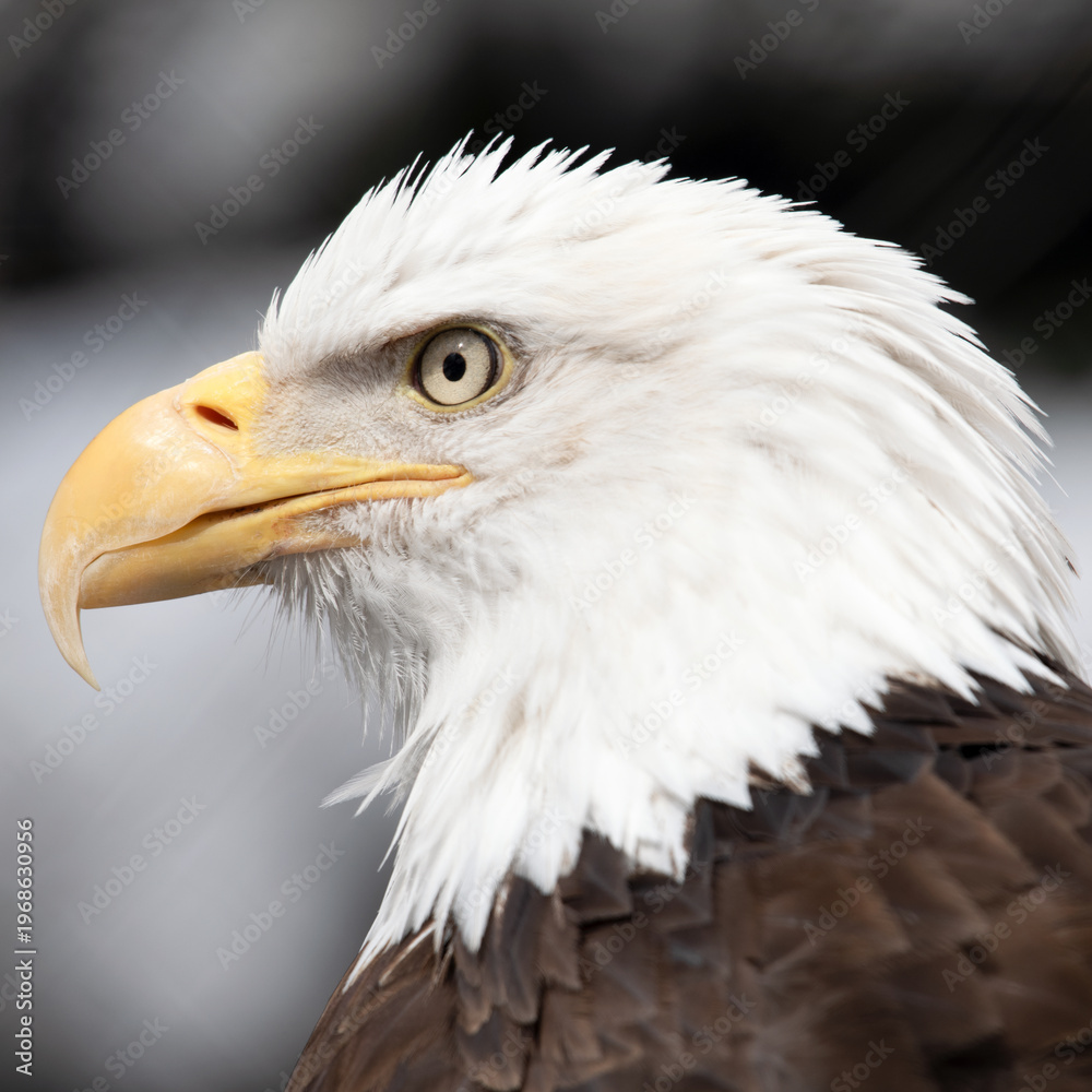 Obraz premium american bald eagle