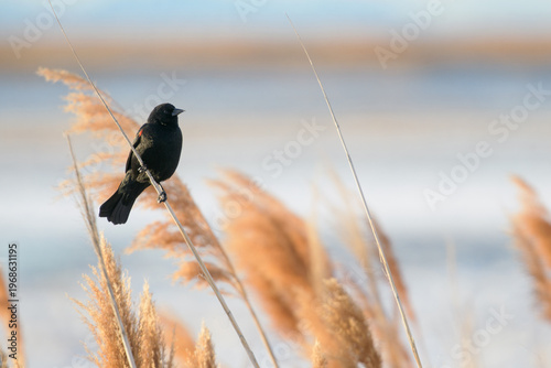 bird on the ground