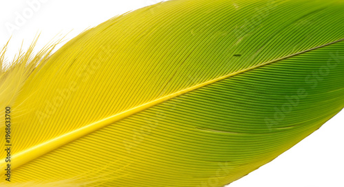 Close-up view of a vibrant green leaf with yellowish veins and edges