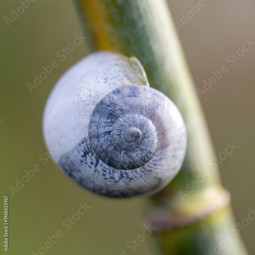 A delicate close-up of a small spiral snail shell clinging to a smooth green plant stem, showcasing fine textures and subtle gray-white patterns against a softly blurred background.