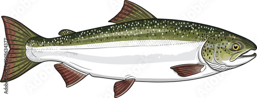 Detailed vector illustration of a wild salmon fish, isolated on a white background, perfect for nature and wildlife graphic designs.