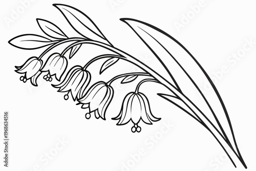 coloring page line art the solomon seal flower black vector