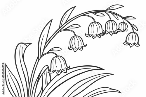 coloring page line art the solomon seal flower black vector
