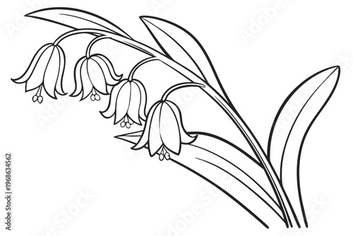 coloring page line art the solomon seal flower black vector