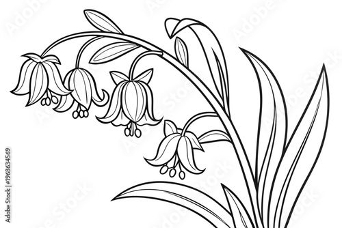 coloring page line art the solomon seal flower black vector