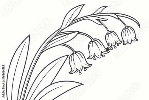 coloring page line art the solomon seal flower black vector