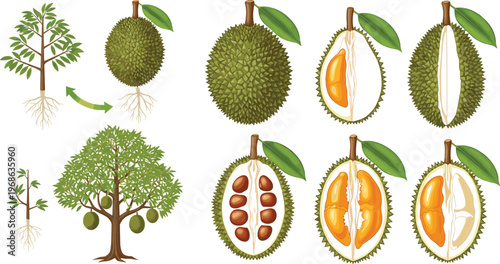 Durian Tree Growth and Fruit Anatomy Vector Illustration Set Featuring Plant Lifecycle Roots Leaves and Cut Fruit Sections Tropical Agriculture Design
