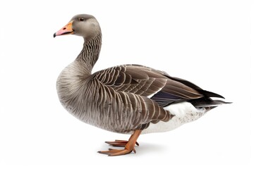 A graceful duck stands proudly on a white background. The image captures its striking features and vibrant colors. This elegant wildlife photograph showcases beauty in nature. AI