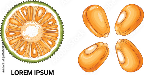 Jackfruit Vector Illustration Featuring Cross Section and Seed Pods Isolated Tropical Exotic Fruit with Detailed Pulp Segments in Flat Style