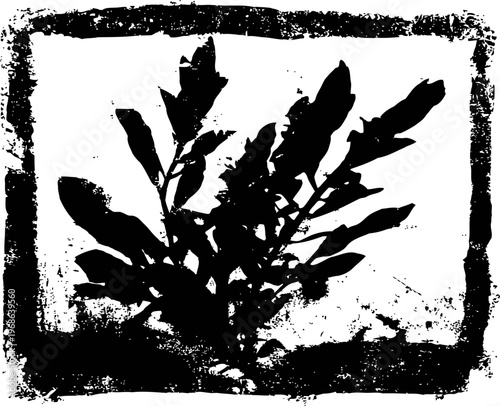 abstract black ink silhouette of leafy plant with textured grunge frame on white background
