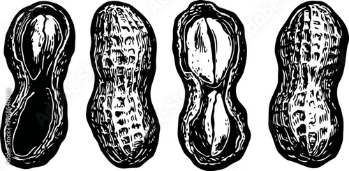 peanuts in different states whole, shelled, and split with visible nuts inside hand drawn vintage illustration