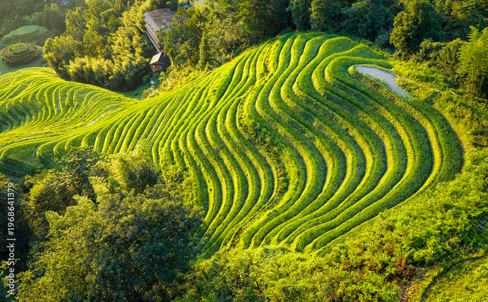 Fototapeta premium Aerial view of lush green Longji rice terraces in Guilin, China, showcasing traditional agricultural heritage and stunning mountain landscape during golden hour.