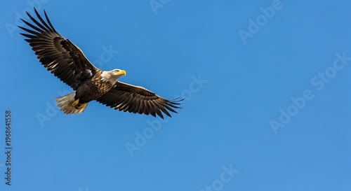 Majestic Bald Eagle Soaring High in the Clear Blue Sky.