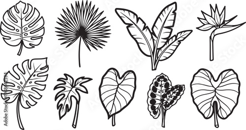 Tableau sur toile Scientific illustrations of various insect wings and their detailed structures V