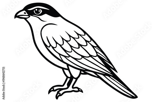merlin bird silhouette line art vector illustration with a white background