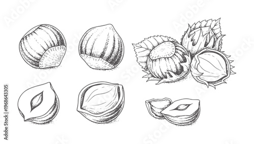 Hand drawn of hazelnuts with leaves and cut halves food vintage botanical