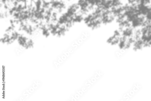 Shadow of branches tree isolated on transparent