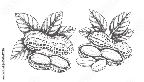Two clusters of peanuts with leaves in a line style legume food