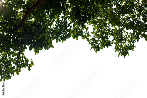 green leaves background