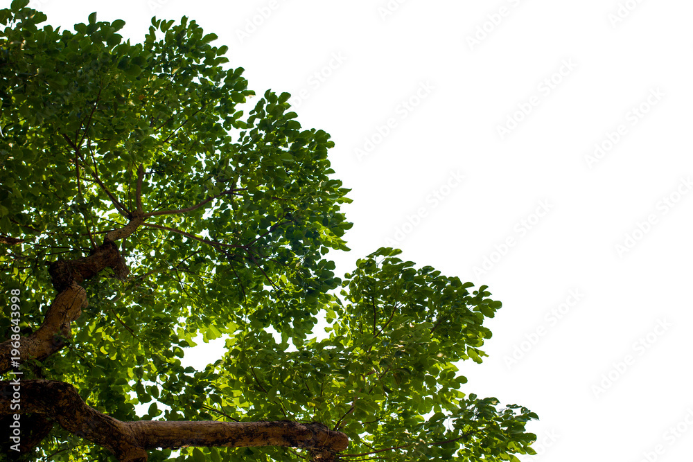Fototapeta premium green tree isolated on white