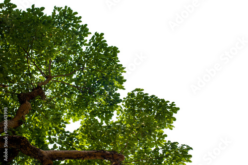 green tree isolated on white