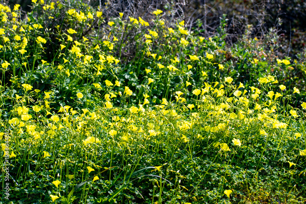 Obraz premium Bermuda Buttercups in bloom on the rocky shoreline at the Vouliagmeni coast in the Saronic Gulf in Greece.