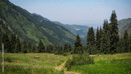 Canvastavla Scenic Hiking Trail Winding Through Alpine Grassland and Fir Trees, Spectacular