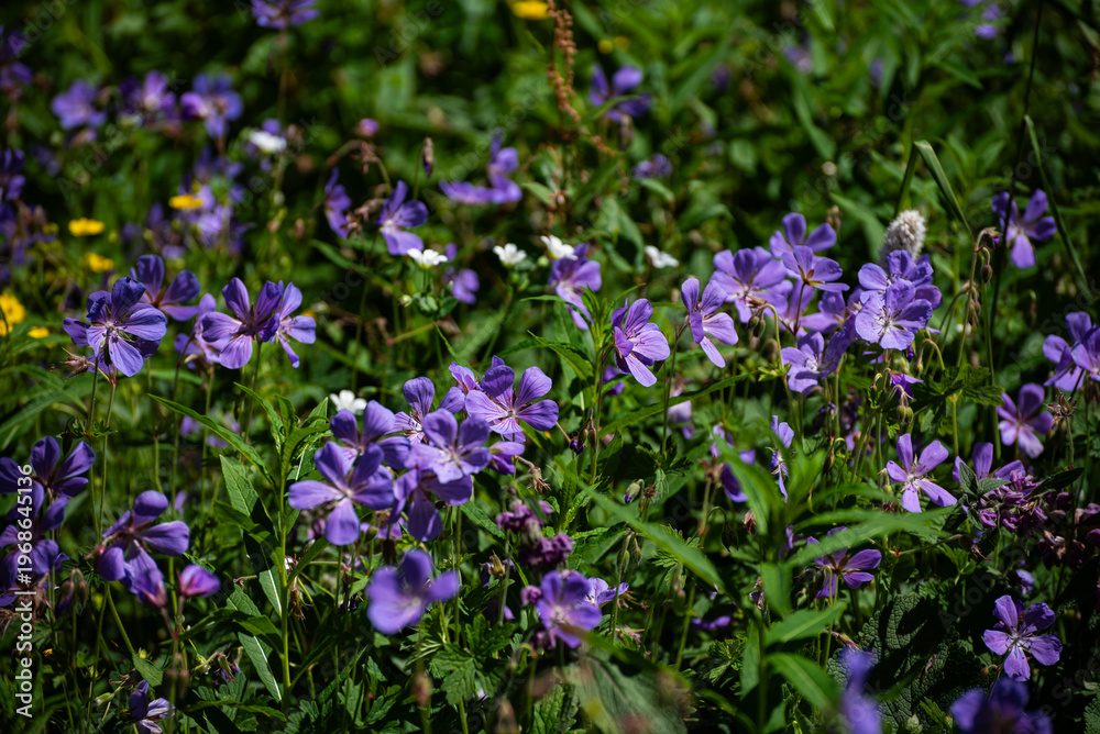 Obraz premium Vibrant Field of Purple Wild Geraniums in a Sunlit Alpine Meadow, Beautiful Display of Meadow Cranesbill (Geranium pratense) in Nature