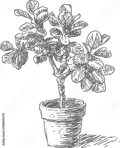 Potted indoor plant with leafy branches hand drawn sketch, botanical houseplant in ceramic flowerpot illustration