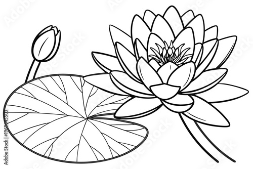 coloring page line art the water lily flower black vector