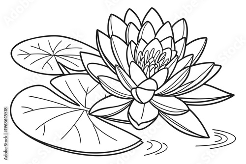 coloring page line art the water lily flower black vector