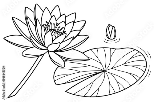 coloring page line art the water lily flower black vector