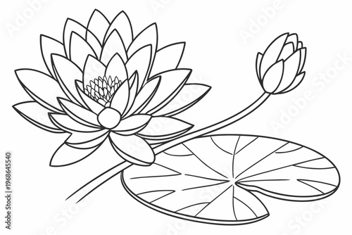 coloring page line art the water lily flower black vector