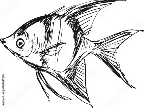Hand drawn black and white sketch of a tropical angelfish with fine line details and shading