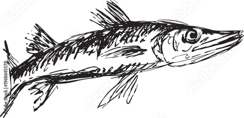 Hand drawn illustration of a northern pike fish with detailed fins and scales in black ink