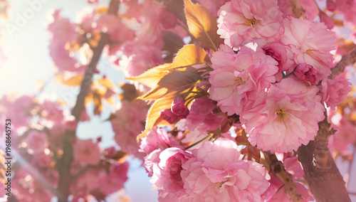 Japanese sakura blossom in the sunlight, close-up