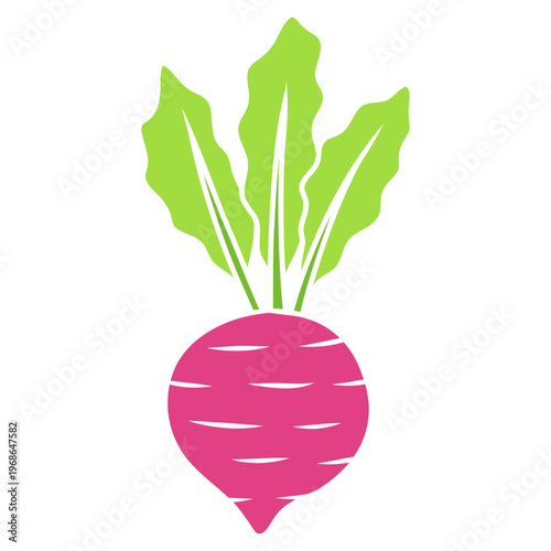 radish isolated on white background