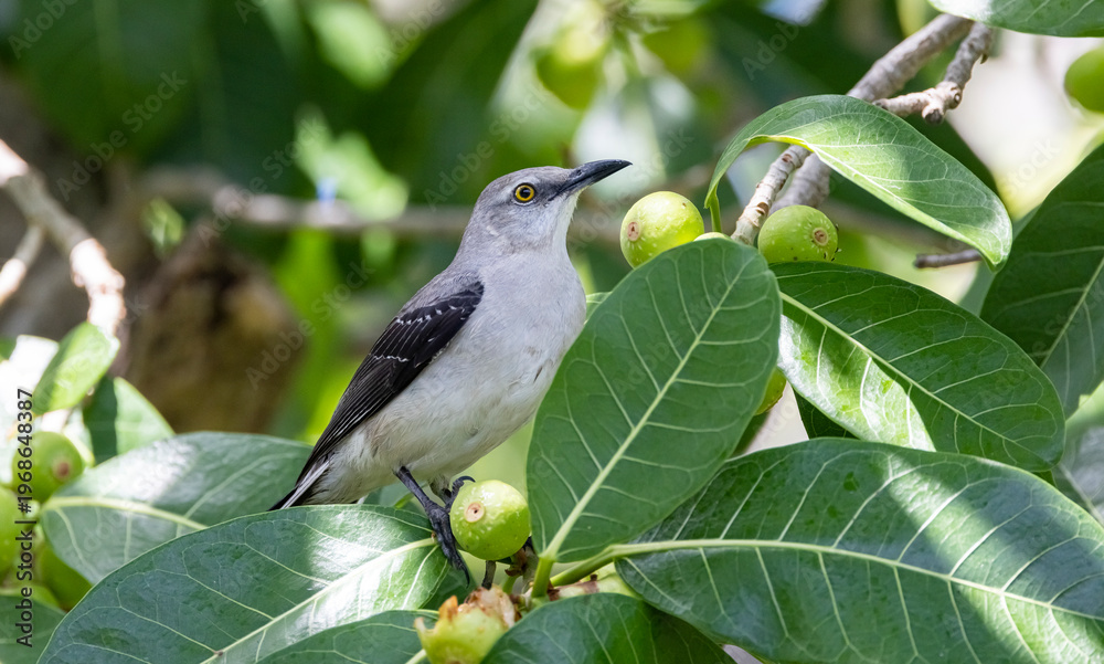 Fototapeta premium Tropical mockingbird in a fig tree. 