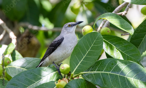 Tropical mockingbird in a fig tree. 