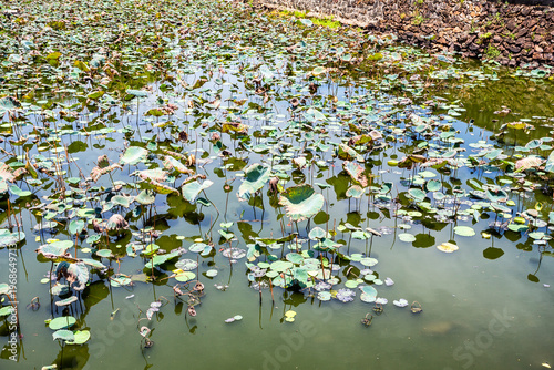 Wallpaper Mural Moat Surface Covered with Lotus Leaves in Hue Torontodigital.ca