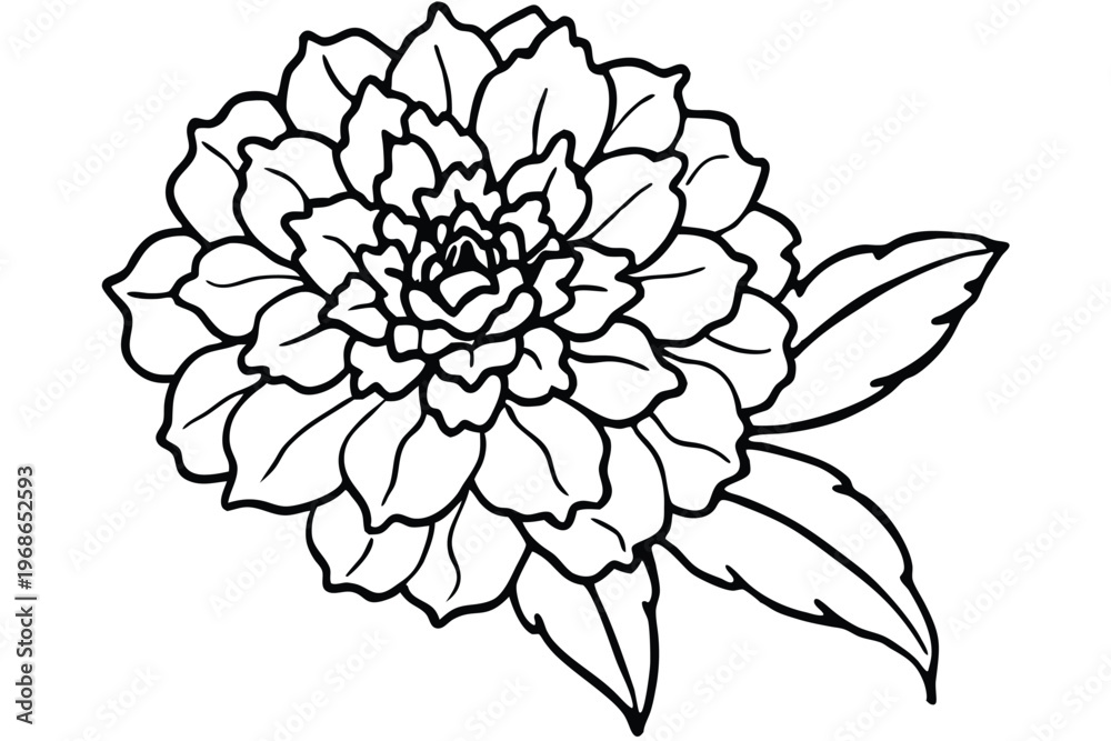 Fototapeta premium marigold flower silhouette line art vector illustration with a white background